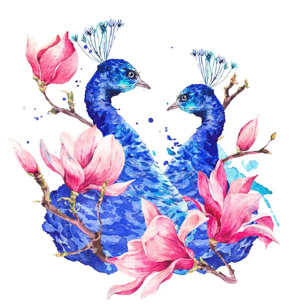 Watercolor Peacock with Flowers Magnolia — Stock Photo, Image