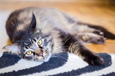 Kahverengi üzgün kedi tekir Maine Coon