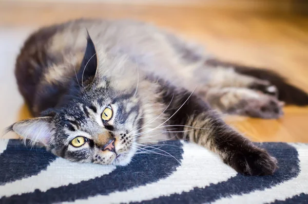 Braun traurig cat tabby maine coon — Stockfoto