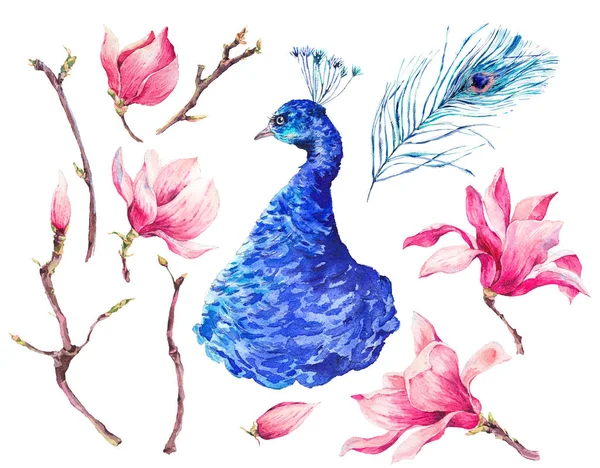 Set von Aquarell Pfau, Blumen Magnolie — Stockfoto