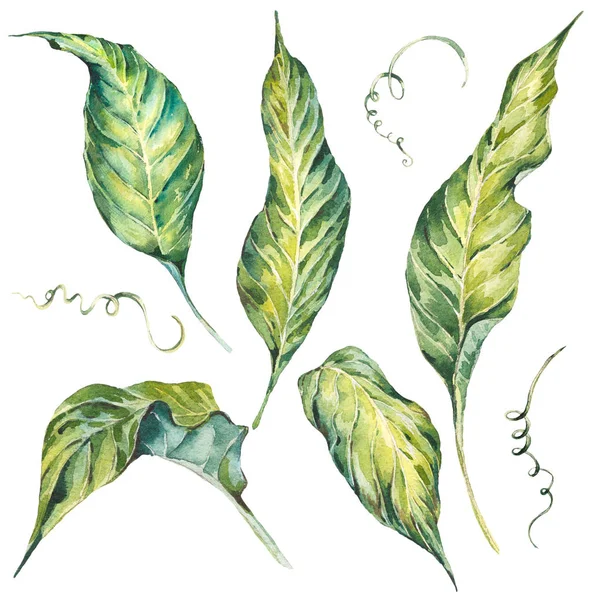 Set estivo di foglie verdi acquerello esotici — Foto Stock
