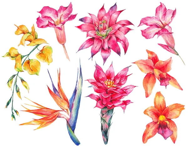 Aquarel set vintage bloemen tropische natuurlijke elementen — Stockfoto