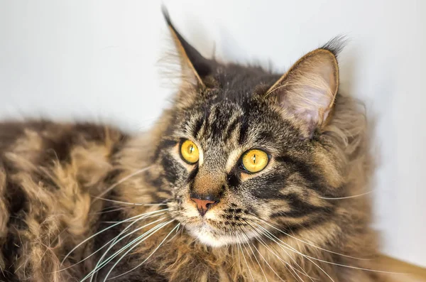 Das Gesicht des gestromten Maine Coon — Stockfoto