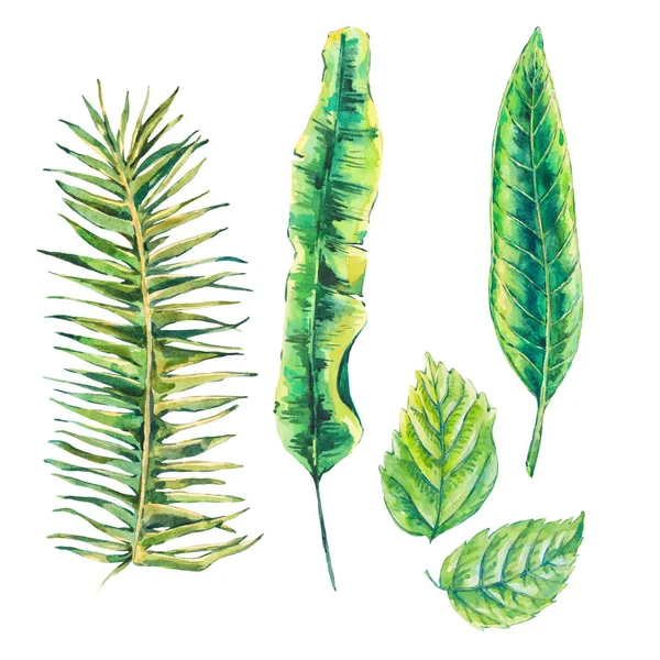 Літній набір екзотичних акварельних зелених тропічних листя — стокове фото