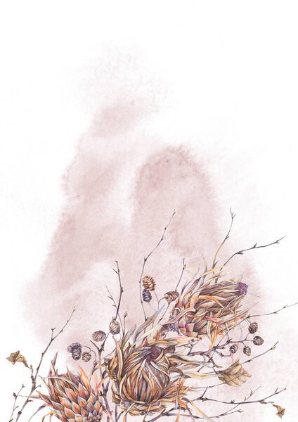 Акварель ботаническая, Цветы Protea
