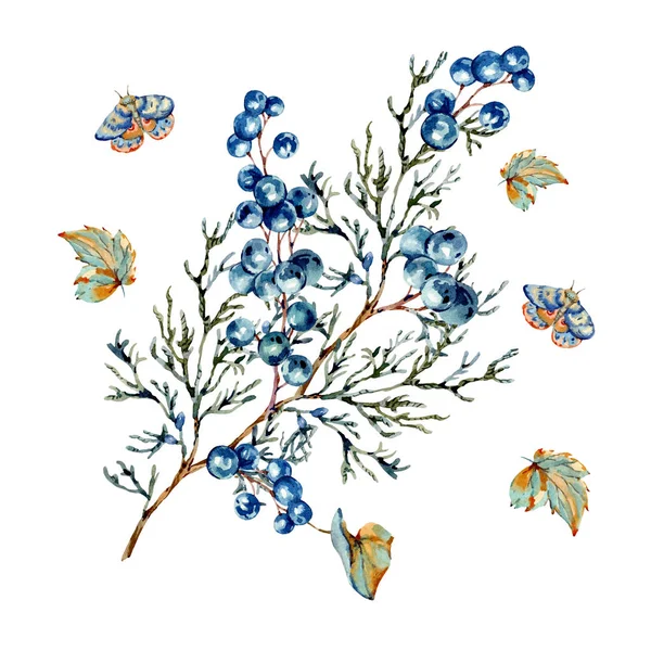 Aquarelle baies bleues des bois carte de voeux, soutien-gorge de papillon de nuit et sapin — Photo