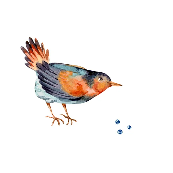 Αδιάβροχα πουλιά με μπλε μούρα. Φυσικός σίτος — Φωτογραφία Αρχείου