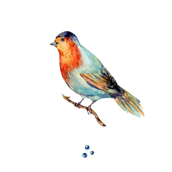 Akvarell erdei madár kék bogyókkal. Erdő természetes illus — Stock Fotó