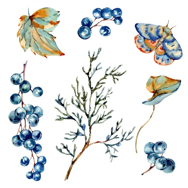 Aquarell Wald Set aus blauen Beeren, Motten und Tannenzweigen n — Stockfoto