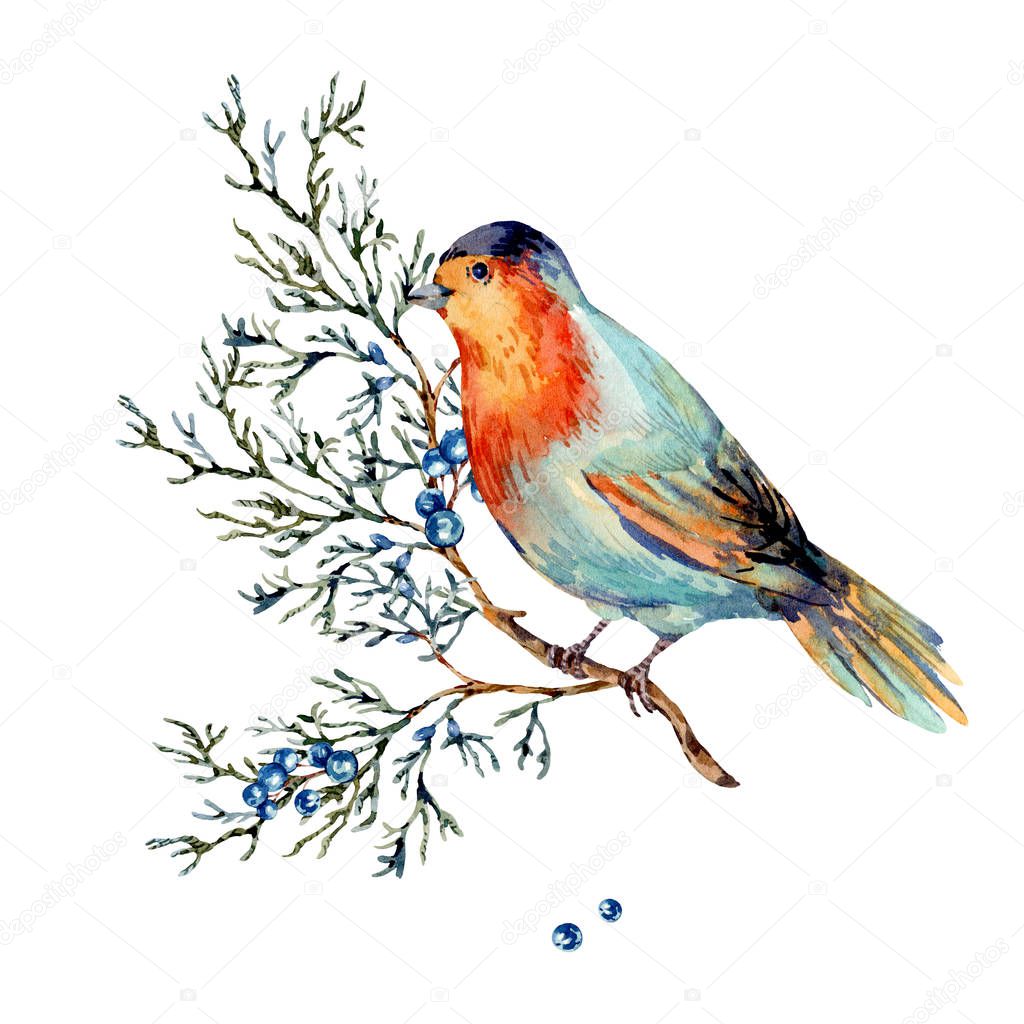 Watercolor woodland bird with blue berries, moth and fir branche