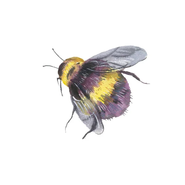 Akvarell Bee Naturlig Illustration Sommaren Gratulationskort Isolerad Vit Bakgrund — Stockfoto
