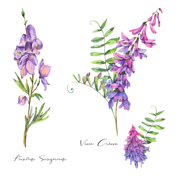 紫色の野花を集合させます 白い背景に隔離された植物のデザイン要素 天然の花のオブジェクト 医用花コレクション — ストック写真