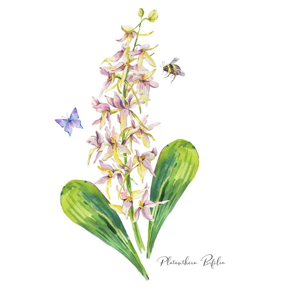 Акварель Старовинні Літні Лугові Квіти Білі Дикі Квіти Ботанічні Квіткові — стокове фото