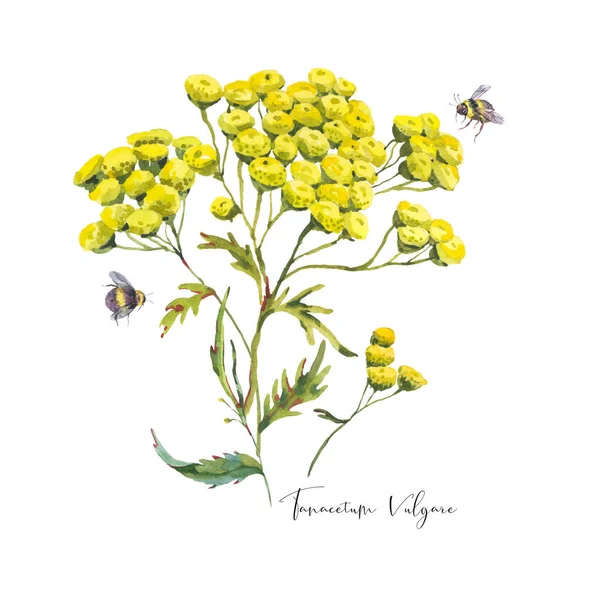 水色の夏の牧草地の花 黄色の野花 白い背景に孤立した植物性の花の要素 タンジーTanacetumハゲワシの天然物 医用花コレクション — ストック写真