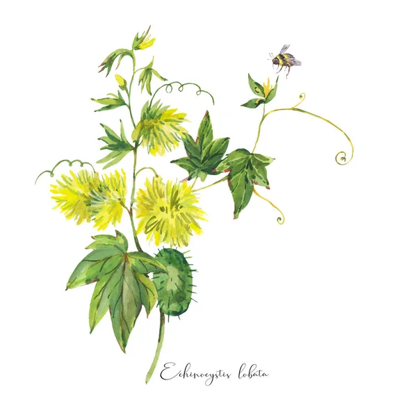 Suluboya Yaz Çayırı Çiçekleri Sarı Kır Çiçekleri Botanik Çiçekli Echinocystis — Stok fotoğraf
