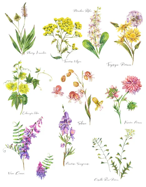 Conjunto Flores Pradera Verano Acuarela Flores Silvestres Elementos Florales Botánicos —  Fotos de Stock