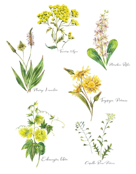 Yazın Sarı Çayır Çiçeklerinden Oluşan Klasik Suluboya Seti Beyaz Arka — Stok fotoğraf