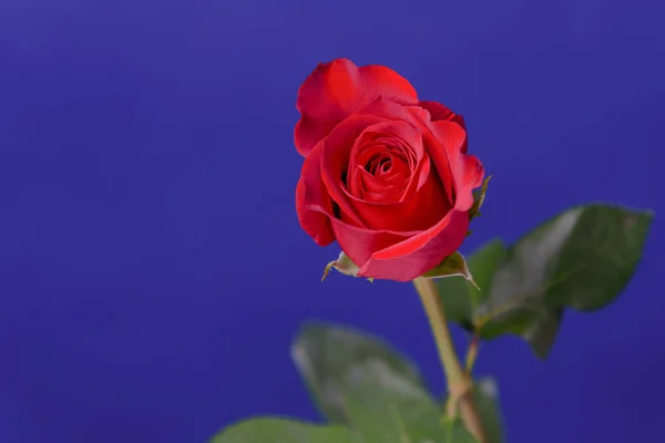Rote Rose auf blauem Hintergrund. — Stockfoto