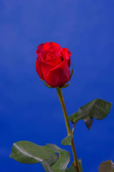 Rote Rose auf blauem Hintergrund. — Stockfoto