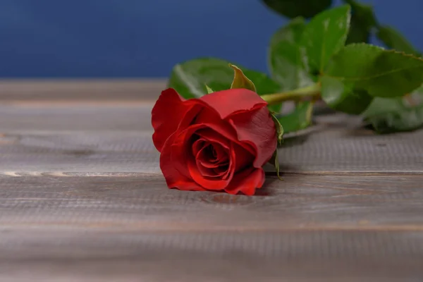 Rote Rose auf einem Holztisch. — Stockfoto