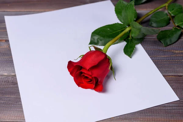 Rosa Roja Una Sábana Blanca Lugar Para Texto Felicitaciones Por — Foto de Stock