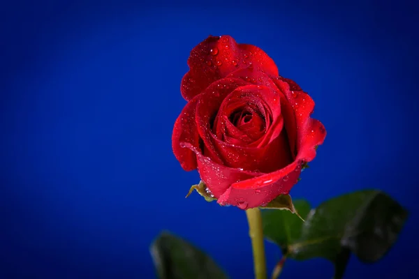 Rote Rose Mit Wassertropfen Auf Blauem Hintergrund Nahaufnahme — Stockfoto