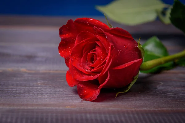 Rote Rose Mit Wassertropfen Auf Einem Holztisch Großaufnahme — Stockfoto