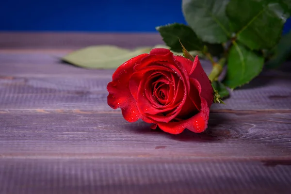 Rote Rose Mit Wassertropfen Auf Einem Holztisch Großaufnahme — Stockfoto