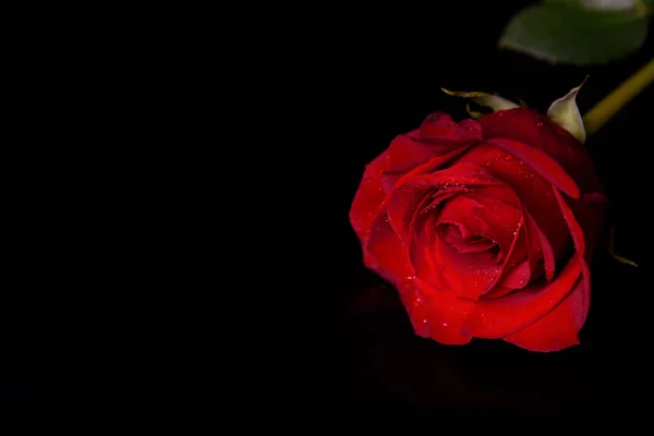 Rosa Roja Con Gotas Agua Sobre Fondo Negro — Foto de Stock