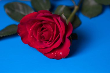 Mavi arkaplanda su damlaları olan kırmızı gül..