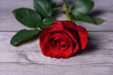 Su damlalı kırmızı gül ahşap bir masanın üzerine yakın plan.