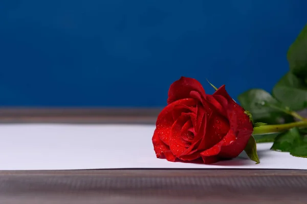 Mavi arkaplanda su damlaları olan kırmızı gül..