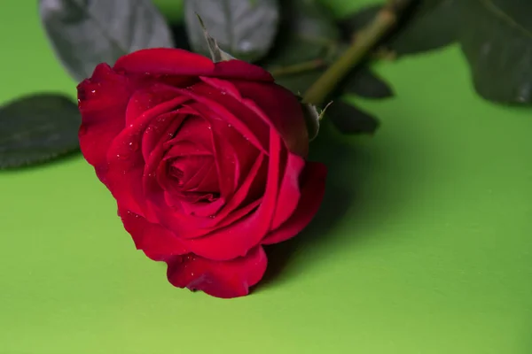 Rote Rose Mit Wassertropfen Auf Grünem Hintergrund Nahaufnahme — Stockfoto