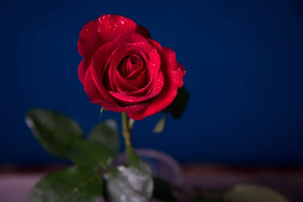 Rote Rose Mit Wassertropfen Auf Blauem Hintergrund Nahaufnahme — Stockfoto