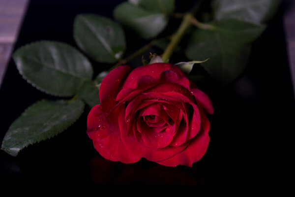 Red rose with drops of water on a black background close-up.