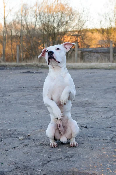 Weißer Pitbull Terrier steht auf seinen Hinterbeinen. — Stockfoto