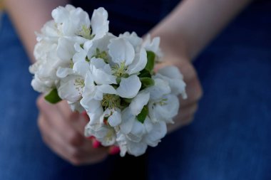 Bir kızın narin ellerinde elma ağacı çiçekleri.