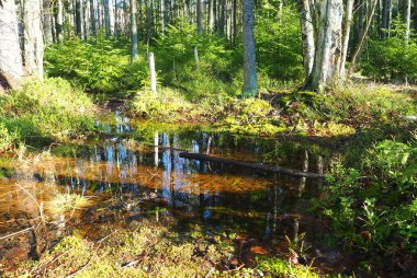 Baharda eriyen su, güneşli orman