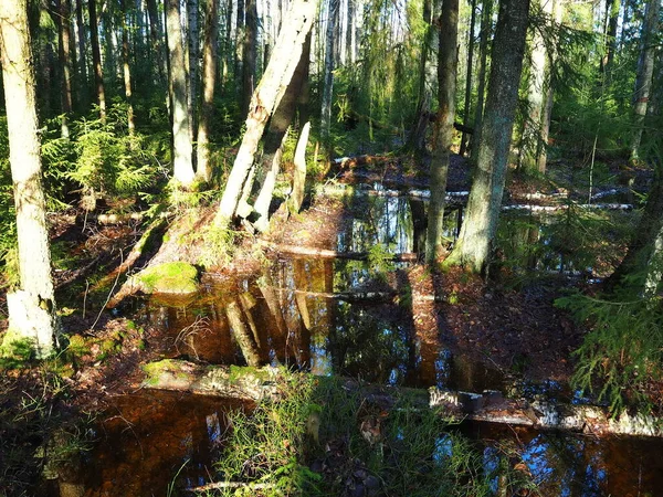 Smeltwater Het Voorjaar Zonnig Bos — Stockfoto