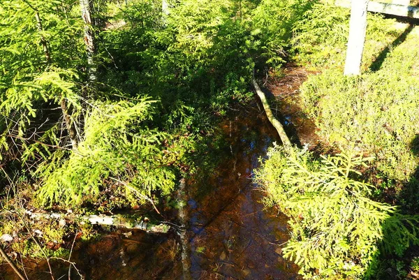 Λιωμένο Νερό Την Άνοιξη Ηλιόλουστο Δάσος — Φωτογραφία Αρχείου