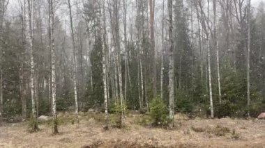 Bahar ormanında kar yağışı.