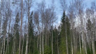 Bahar ormanındaki ağaçlar.