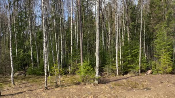 Día Soleado Bosque Primavera — Vídeo de stock