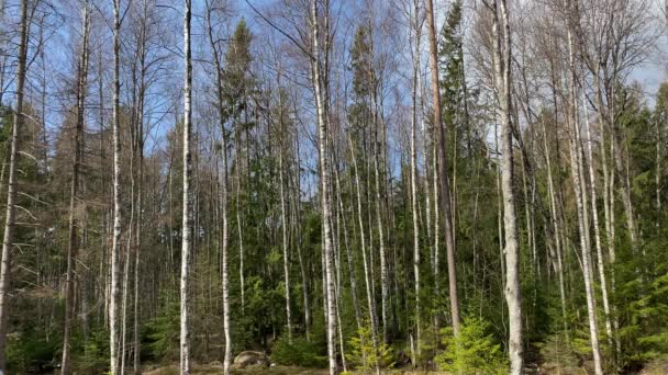 Dia Ensolarado Floresta Primavera — Vídeo de Stock