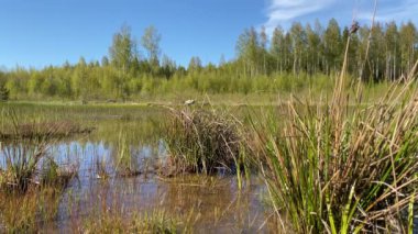 Orman Gölü kıyısında.