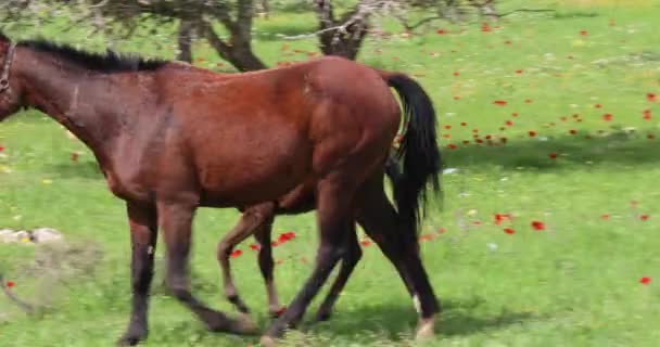 Kůň Hříbaty Pasoucí Zelené Louce Kvetoucími Máky Izrael Jaře — Stock video