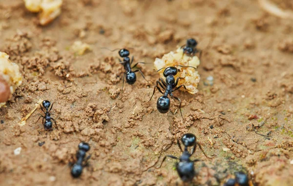 Las hormigas alrededor de las presas están tratando de arrastrar a su casa, primer plano — Foto de Stock