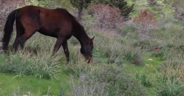 以色列春天的时候 马在开着花的罂粟的绿色草地上吃草 — 图库视频影像