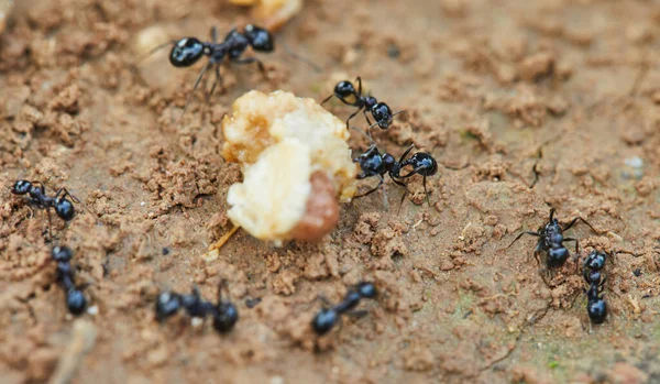 Las Hormigas Alrededor Las Presas Están Tratando Arrastrar Casa Primer — Foto de Stock