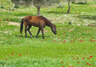 Baharda İsrail 'de çiçek açan deniz şakayıklarıyla otlayan taylı atlar..